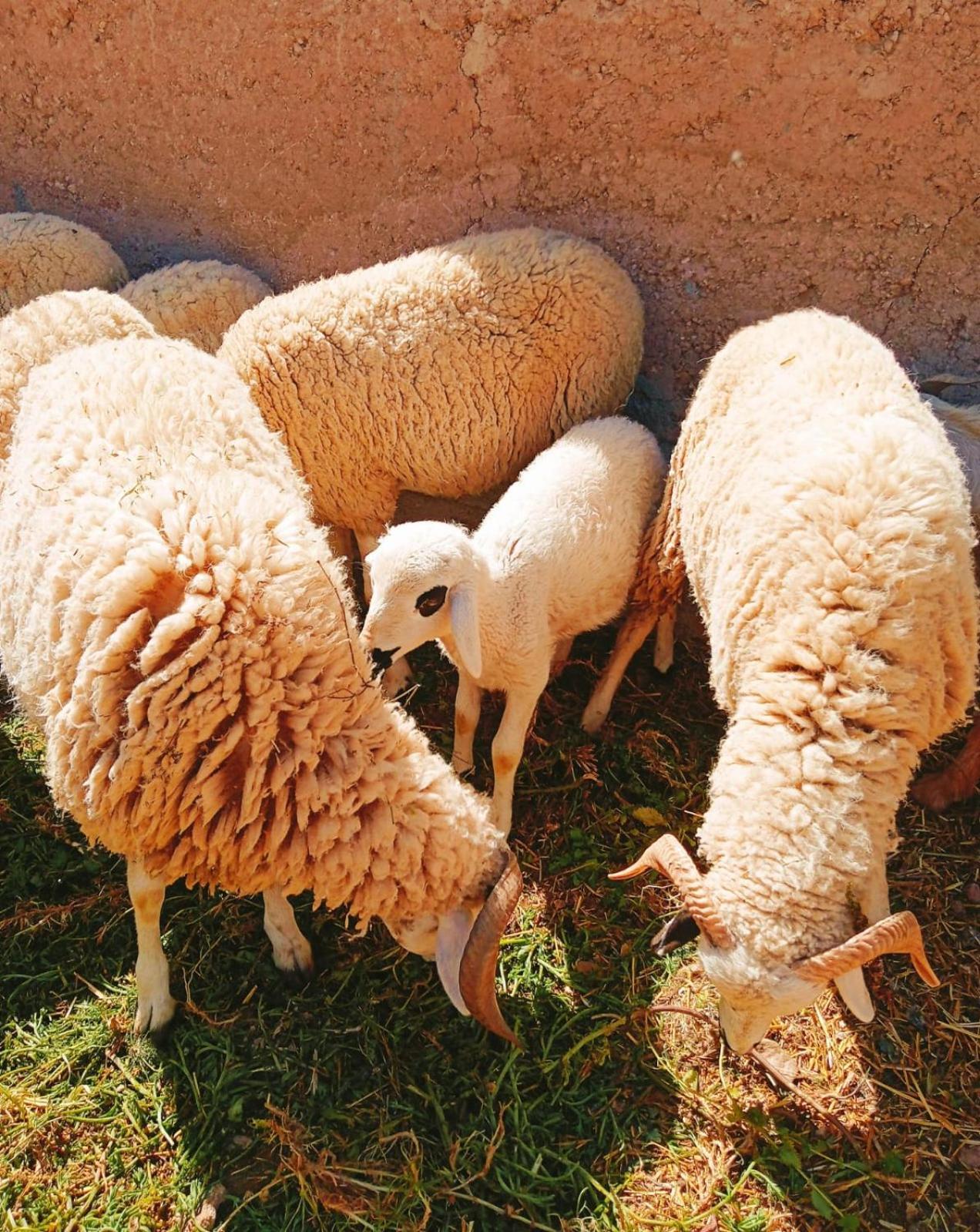 מרקש Family Village Marrakech מראה חיצוני תמונה